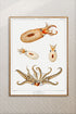 vintage octopus illustration